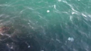 Медузы в Босфоре, Стамбул / Прекрасный босфор в зимнее время/ мост Галата Стамбул Турция