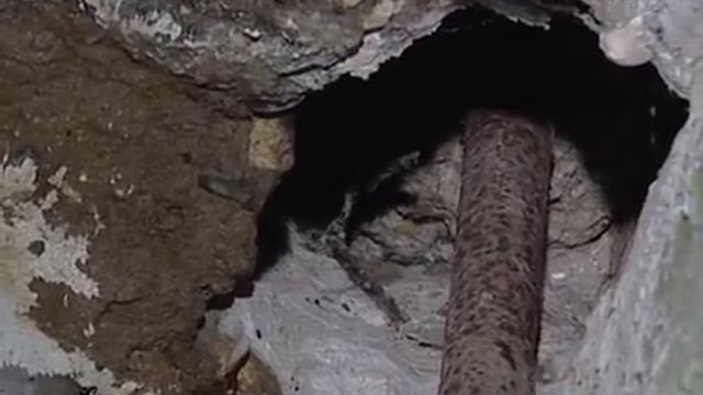 Жителей многоэтажки в Череповце выселяют крысы смотреть онлайн