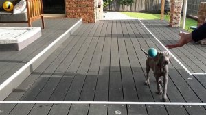 Aussie Angus Weimaraner plays fetch the ball