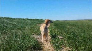 Louky Le Saluki