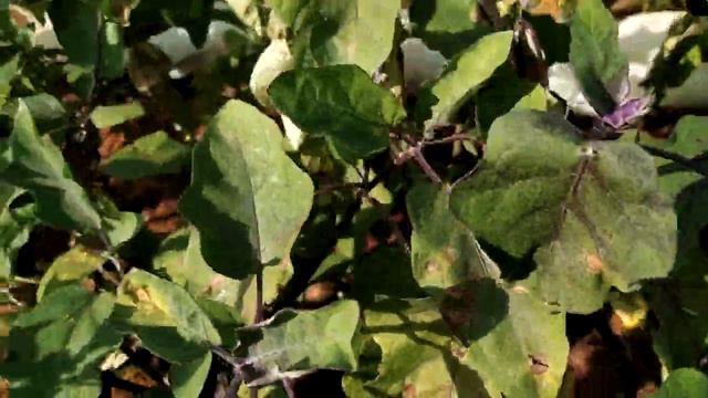 Баклажаны. Мои ошибки. смотреть онлайн