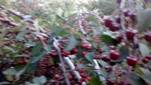 Вишня Ночка,плодоношення