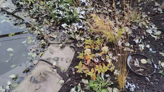 ПРУДИК ГОТОВ. ЧТО ПОСАДИЛА ВОКРУГ? НОВЫЕ РАСТЕНИЯ ДЛЯ САДА. смотреть онлайн