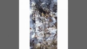 Охота на куницу с собаками