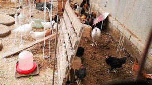 Гусята купаются, цыплята и индюшата