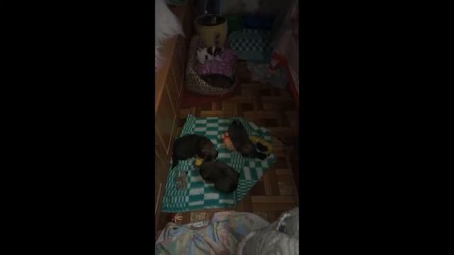 Пекинесы. Счастливая матуся ч.3 Нам ли скучать смотреть онлайн