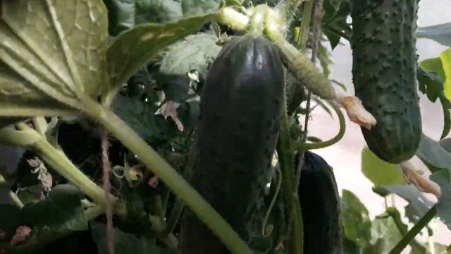 Огурец в теплице - Герман F1! Такого урожая огурцов у нас еще не было, соседям раздавали! смотреть онлайн