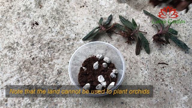 How to propagate Paphiopedilum Micranthum orchid at home смотреть онлайн