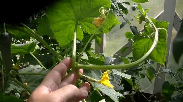 Огурцы Кураж и Мамлюк от Гавриш. Сравнение зеленцов. смотреть онлайн