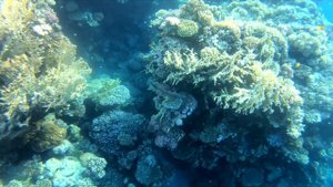 Шарм-эль-Шейх, Египет ? Отель «Coral Beach Resort Montazah 4⭐»