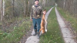 ОХОТА НА ЛИС  с русскими гончими Баяном и Потешкой вл. Шамгин  А .Ю.