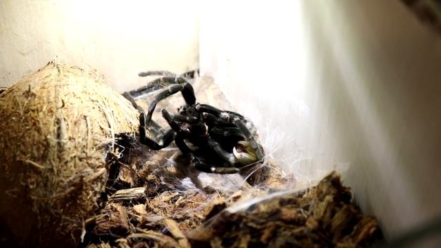 Линька паука птицееда смотреть онлайн