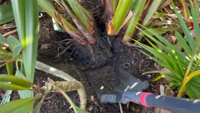 HELICONIA PROPAGATION FAST смотреть онлайн