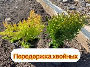 Передержка растений до высадки на постоянное место.