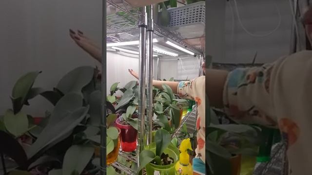 Подвсетка для орхидей (растений) смотреть онлайн