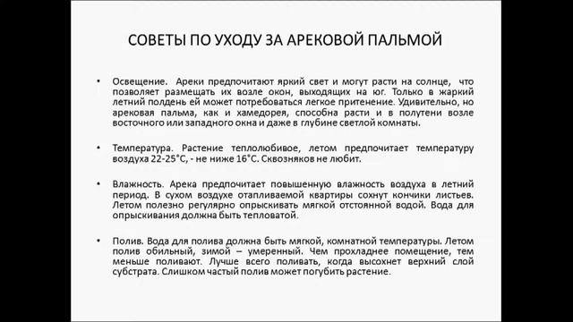 арека арековая пальма