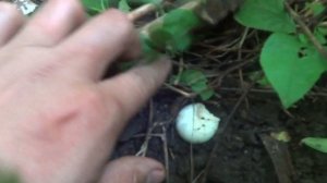 Шампиньон обыкновенный. Agaricus campestris. Сбор грибов в лесу.