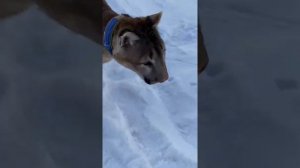 Пума Лондон на прогулке