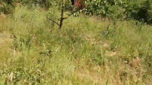 Щелочная карбонатная почва  Мелиорация