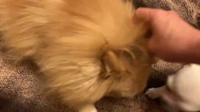 Мои любимые питомцы - Буся, Доня, Вега и кошка по имени Кошка. смотреть онлайн