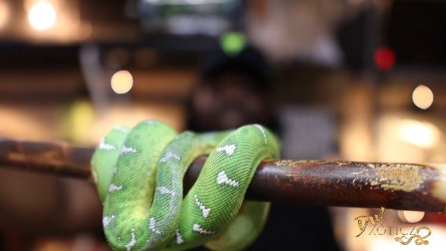 GTP vs ETB | What’s The Difference | Versus | Dwxoticz смотреть онлайн