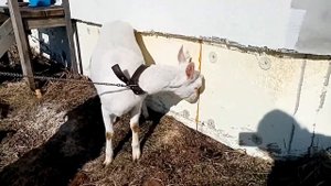 коза зааненская