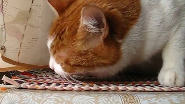 Кот Рыжик ест морковку смотреть онлайн