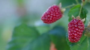 ДАЙТЕ КРАХМАЛ МАЛИНЕ! И Готовьте ВЕДРА Для Сбора Большого СЛАДКОГО Урожая!.mp4