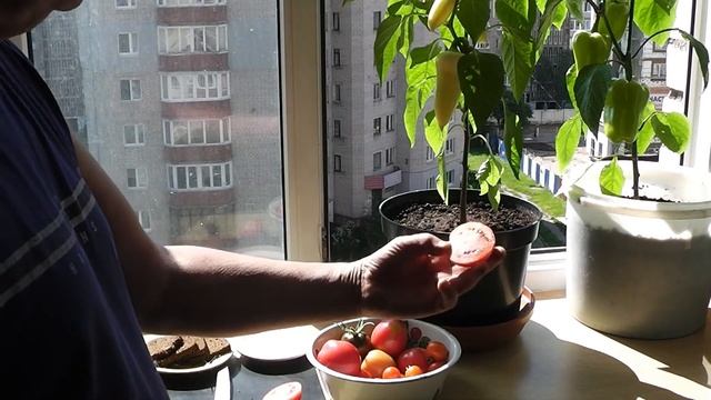 Помидоры на балконе часть 7 смотреть онлайн