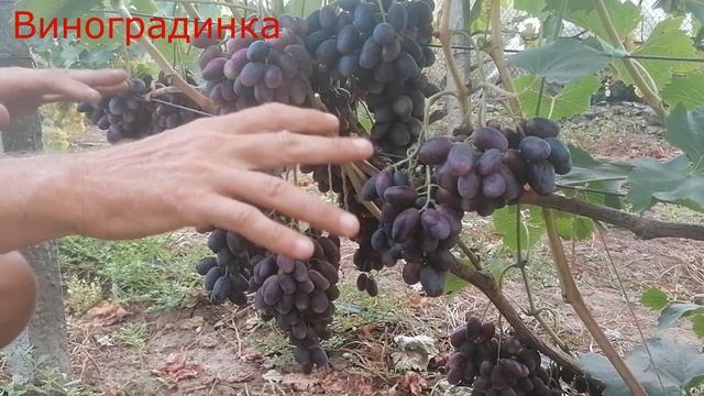 Виноград Красава 2021г