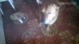 Дрессировка собак, средство от запаха