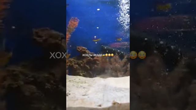 наплыв хохлов