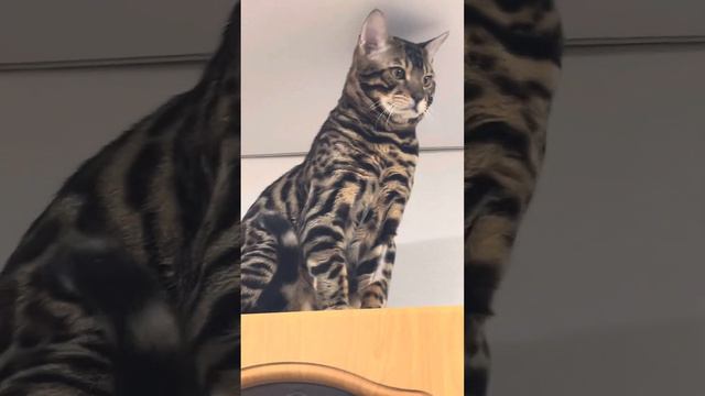 Как не влюбиться…) #смешныекотики #сириус #умныйкот #смешныекоты #кот
