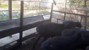 #гиссарские #бараны Бараны на откорме | кочкары на откорме.