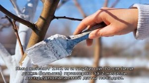 Груша Бере Боск