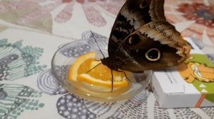 Как кушает тропическая бабочка.