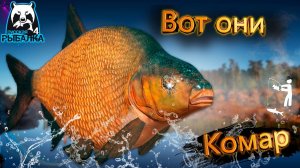RF4 ОНИ ТУТ ЕСТЬ КЛЮЮТ, ПРОСТО ТЕРПЕТЬ И ЖДАТЬ #рр4