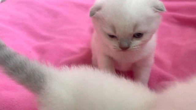 Шотландский вислоухий котенок Севастополь. Породистые котята из питомника.
