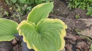 Хоста  Bridal falls