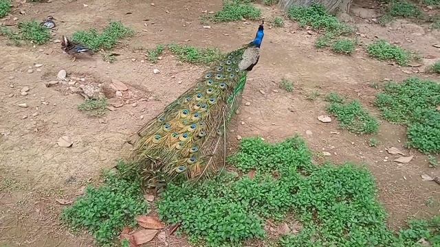 Русские в Батуми. 2022. Заметки. Меняем рубли на лиры и гуляем по Батуми. смотреть онлайн