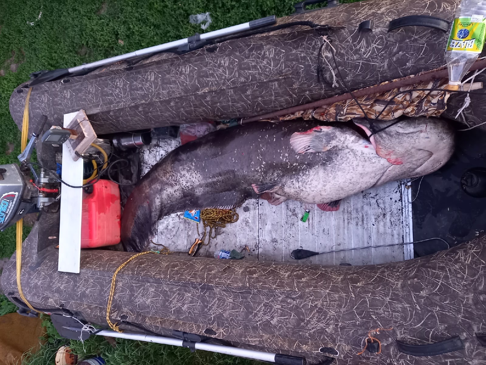 Рыбак из Ульяновска поймал гигантского сома.
