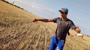 Как нужно убивать змею уж 3 метра смотреть всем