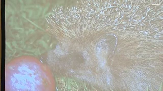 "ФОТОСТИХОСКАЗКИ" - свои стихи для детей читают и поют Раиса Криницкая и Анатолий Пережогин смотреть онлайн