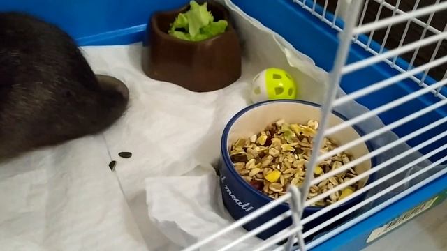 Минус керамической миски. У Мэнни новая миска!!!