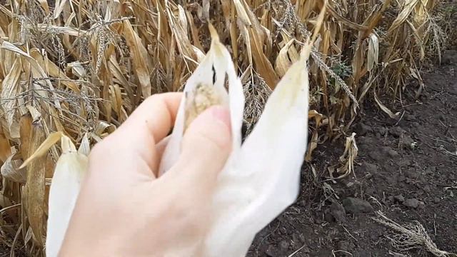 Осень на огороде, урожай собран, земля отдыхвет. До следующего года огород. смотреть онлайн