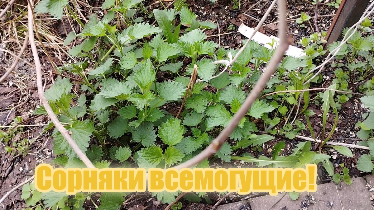 Сорняки всемогущие!