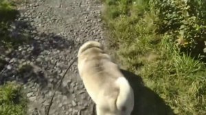 ПРОГУЛКА С МОПСОМ НА ЖК ОЛИМПИИ / ПРОГУЛКА 2021 / МОПС / ПРИШЛИ НА ОЧЕНЬ КРУТУЮ ПЛОЩАДКУ ДЛЯ СОБАК!