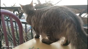 Отель Тихий Рай и кошечка