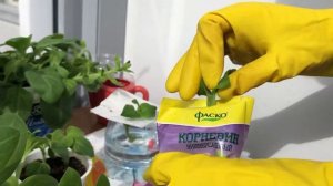 Как я укореняю черенки петунии. Какой способ работает