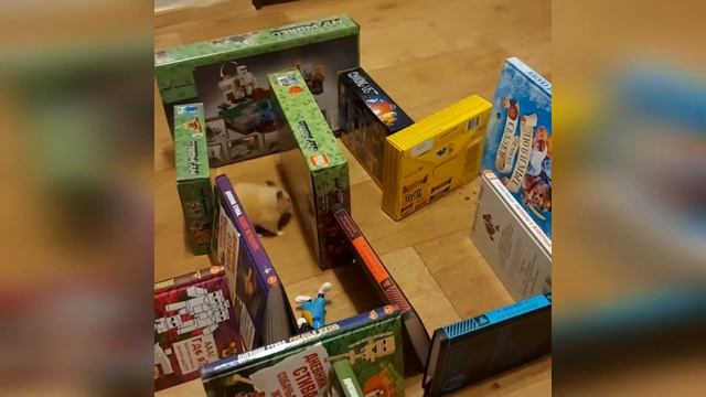 Хомяк Боня и лабиринт #хомяк #хомякбоня смотреть онлайн